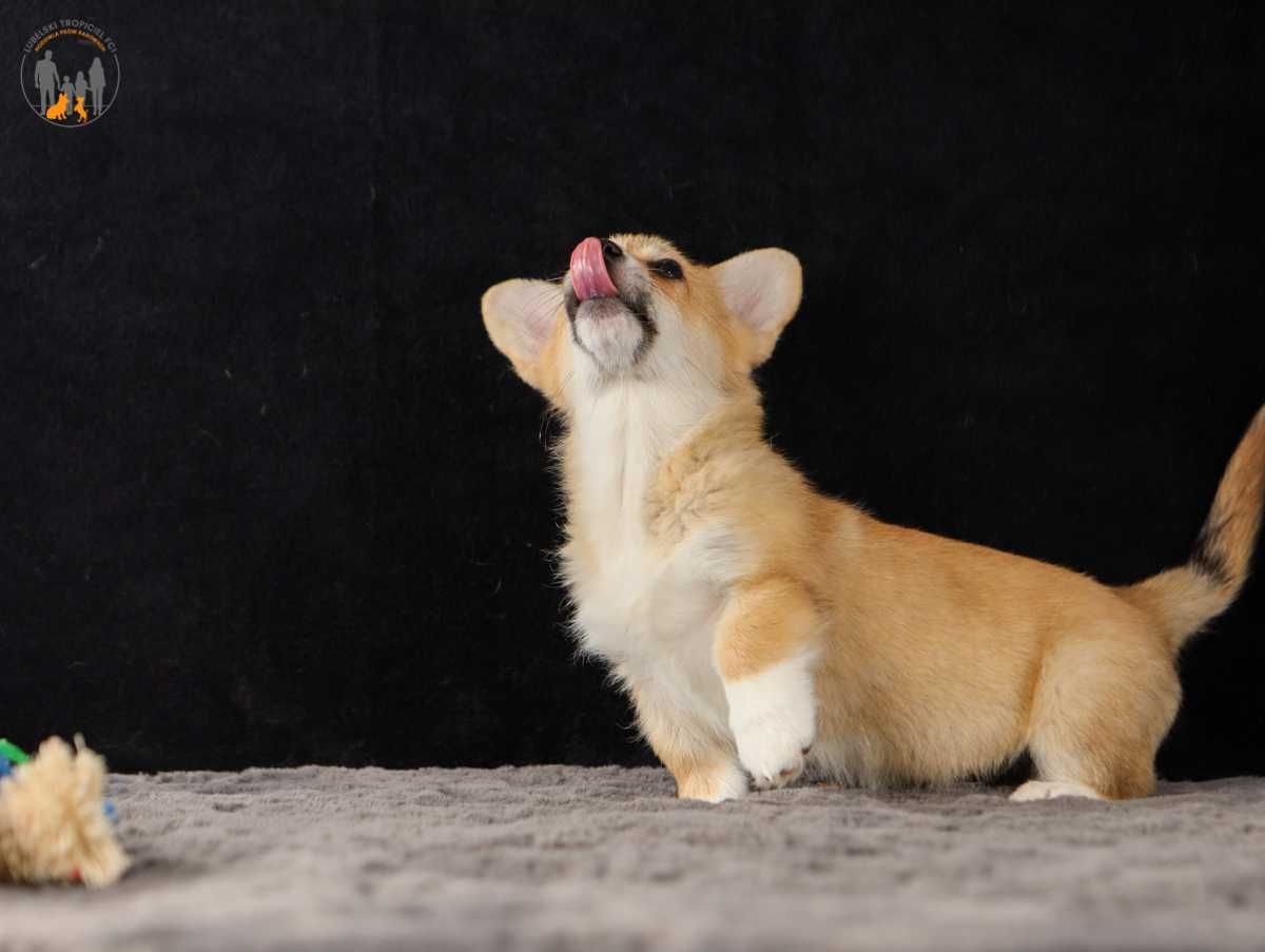 Welsh Corgi Pembroke suczka ZKwP FCI