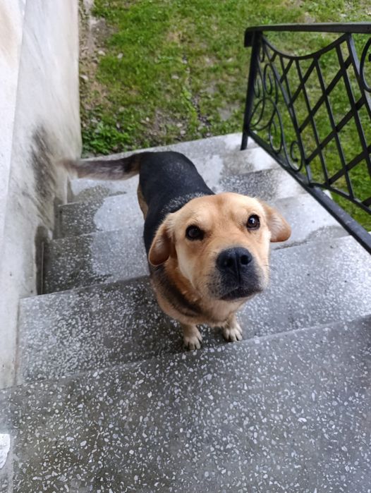 Віддам собак (щенята)