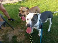 Pilnie Oddam Amstaffy
