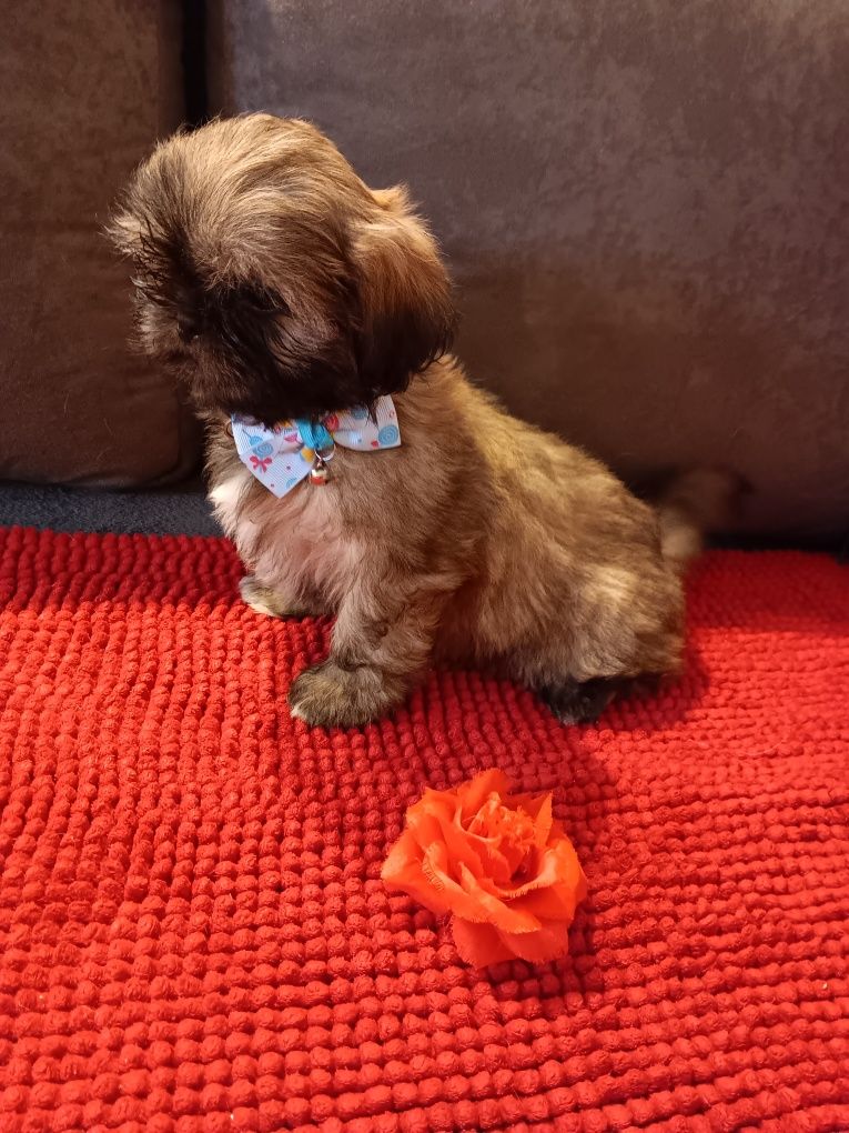 Shih Tzu Sunia- Słodziak
