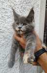 Gatinha Maine Coon meiga