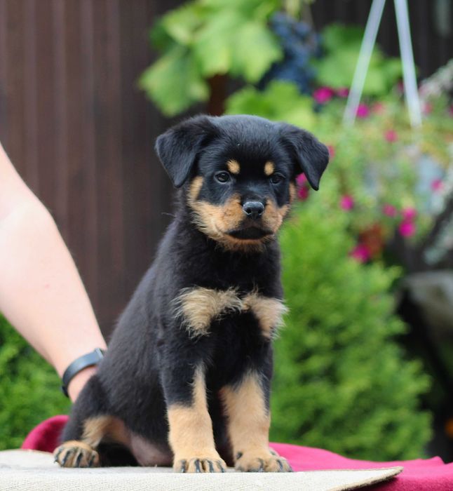 Вже готові їхати в нові родини