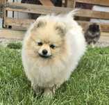 Pomeranian szpic miniaturowy zkwp FCI