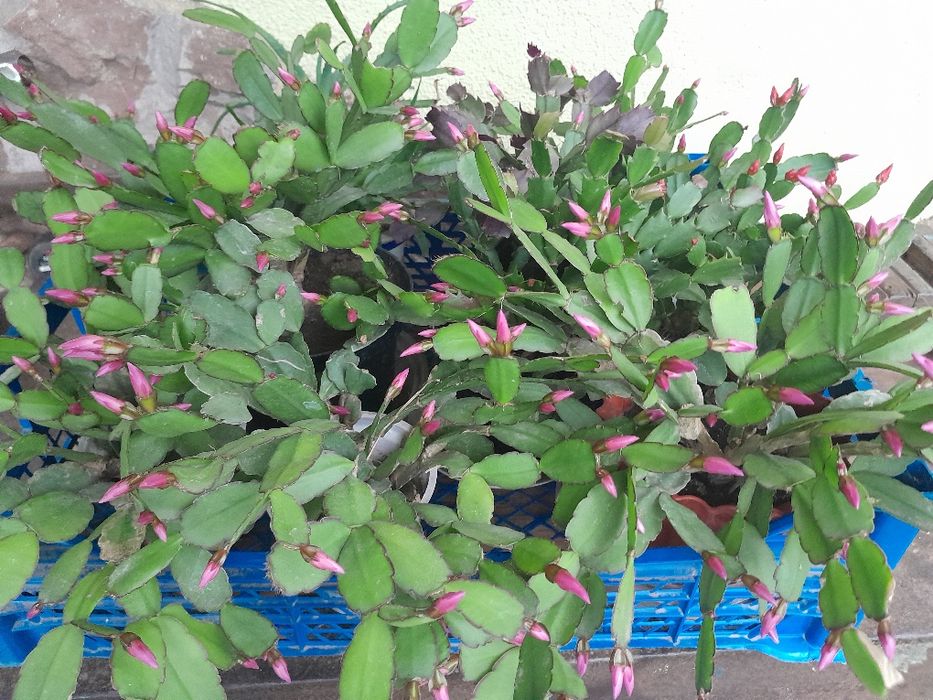 Різдвяник, пасхальник