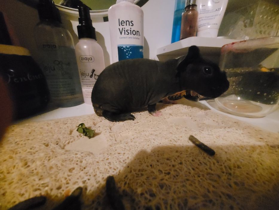 Swinki morskie  hodowla