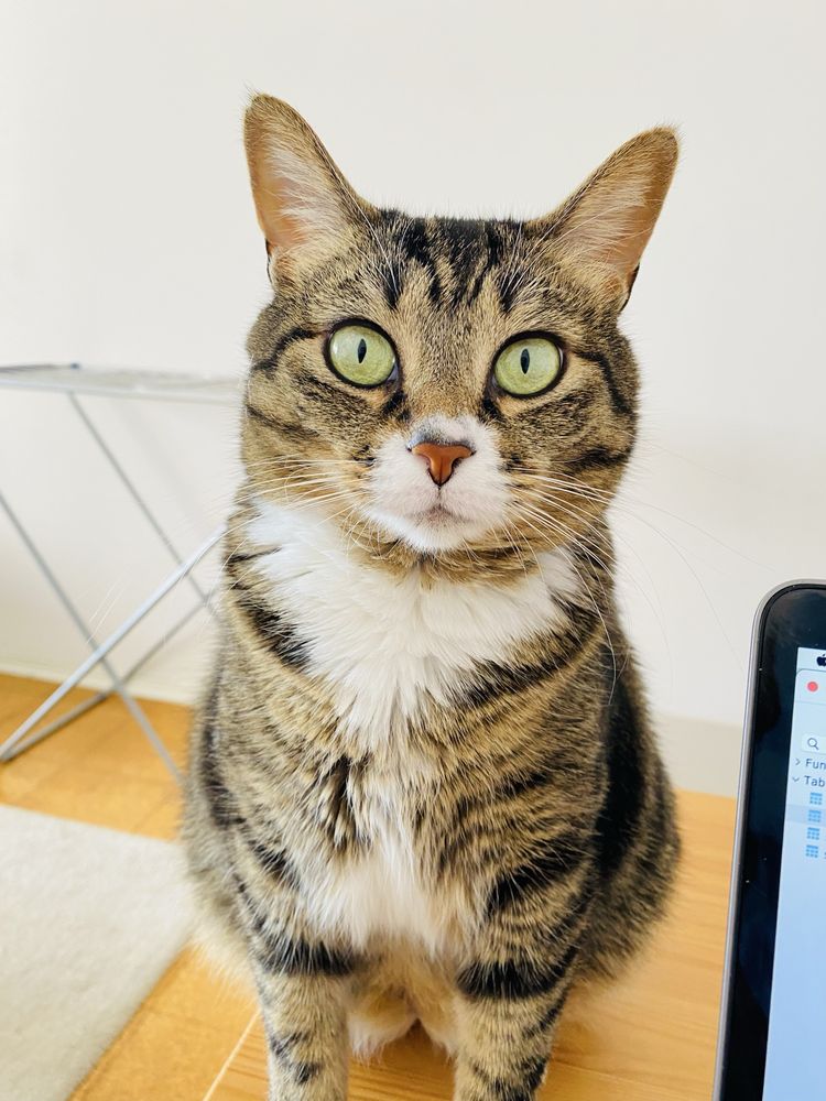 Gatinha para adoção responsável
