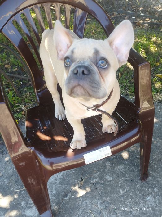 Хлопчик французького бульдога