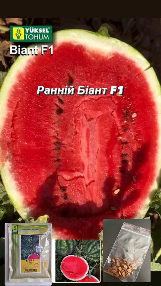 Продам насіння БІАНТ F1 / BIANT F1 — Кавун, Yuksel Seeds