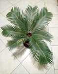 Sagowiec (Cycas revoluta)