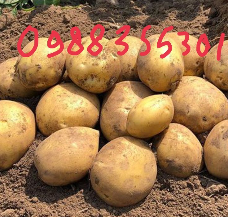 Продам дрібну картоплю