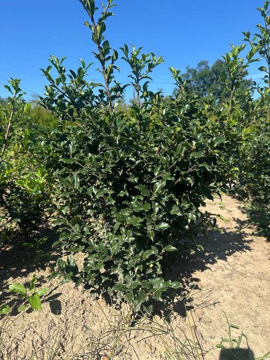 самшит, падуб Блю Ангел, лавровишня, фотінія Ред Робін