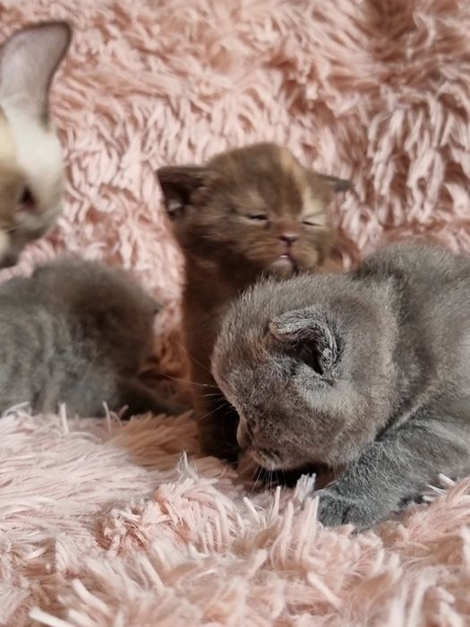 Kocięta kotki krótko włosem do rezerwacji