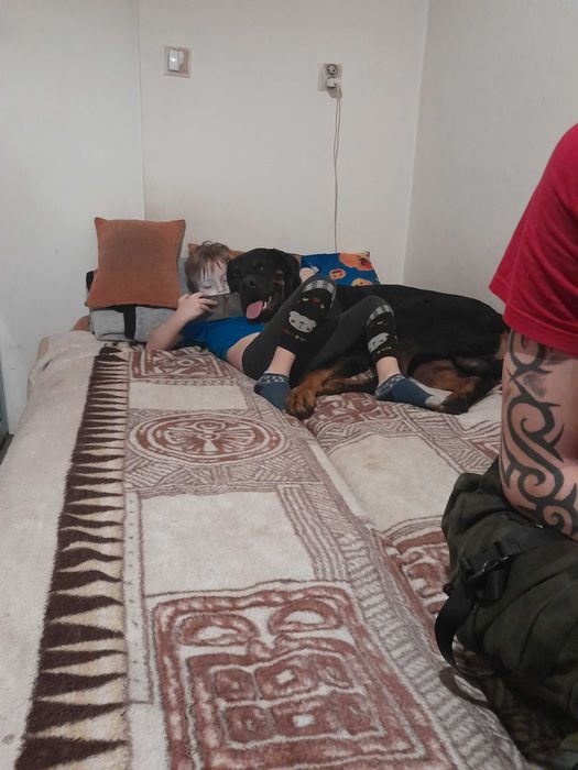 Oddam do dobrych ludzi psa