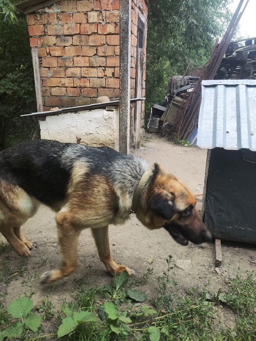 Отдам немецкую овчарку возраст около 7 лет