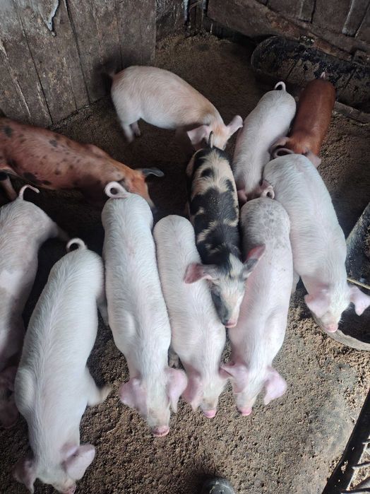 Продам малих поросят