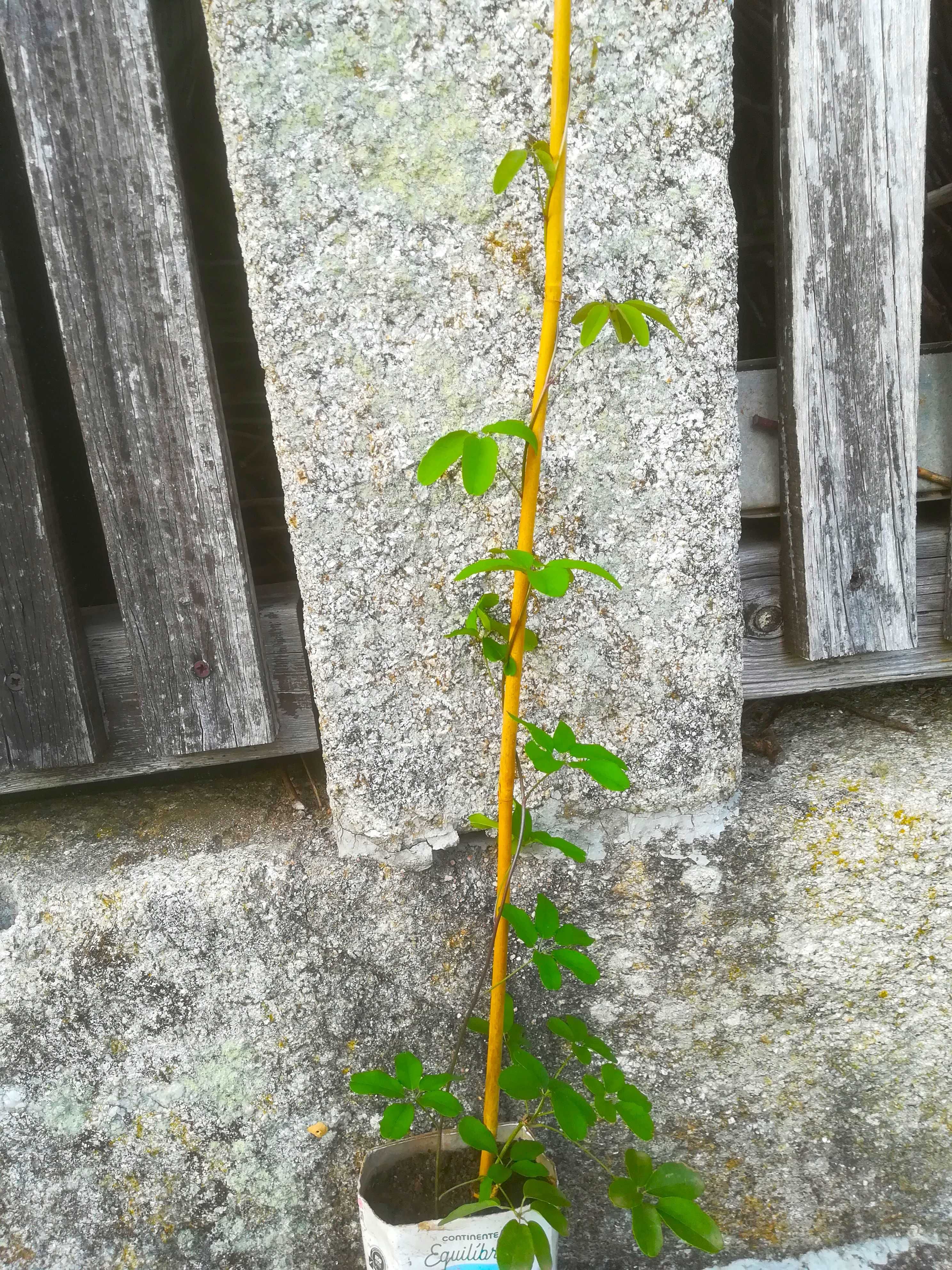 Akebia Quinata - Trepadeira Chocolate