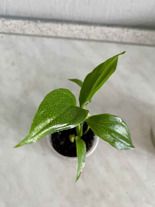 Спатифіллум ( жіноче щастя ) 30 грн.