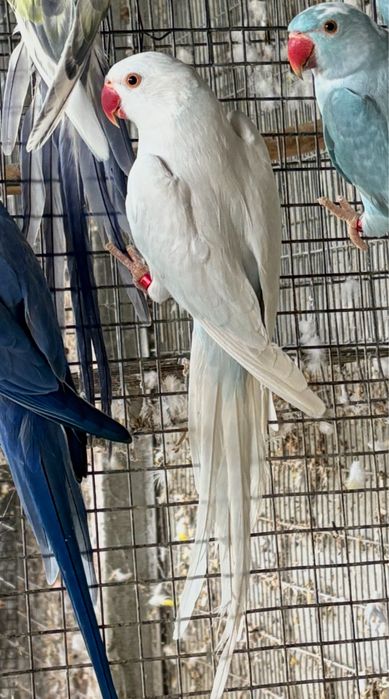 Ring neck violeta cc