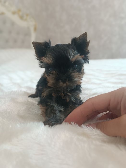 Миники детки Йорка