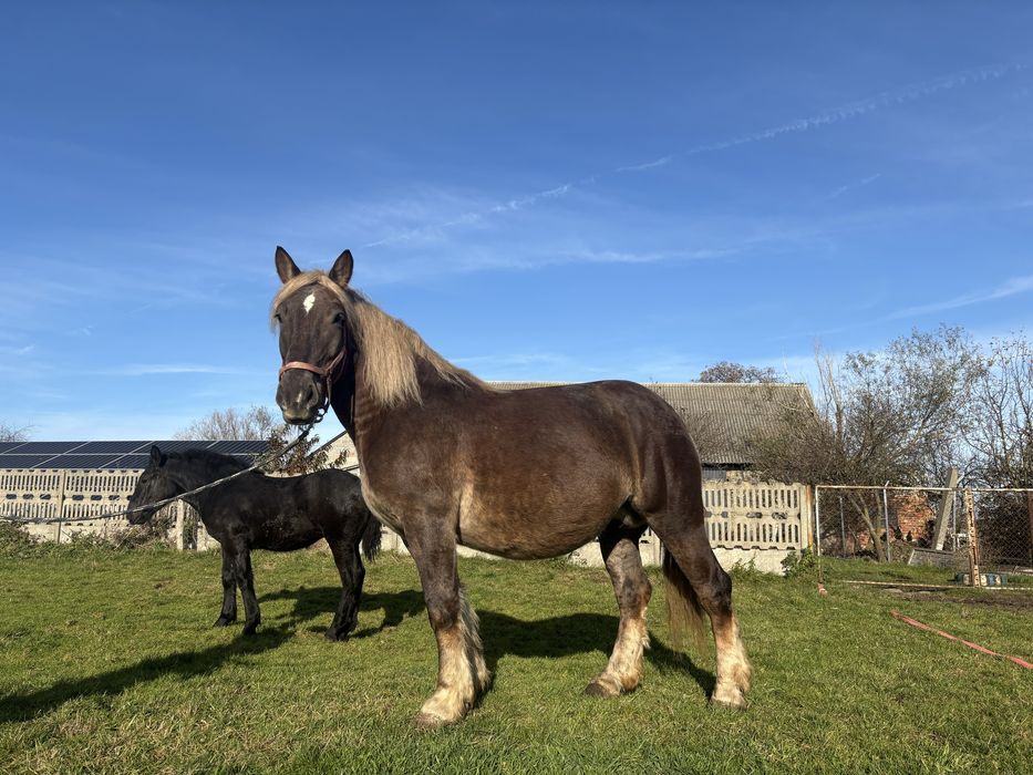 klacz zimnokrwista z licencja i źrebakiem