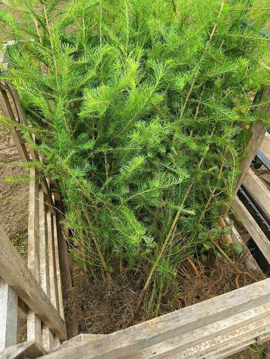 Sadzonki modrzew europejski 140 cm - 160 cm Szkółkowany