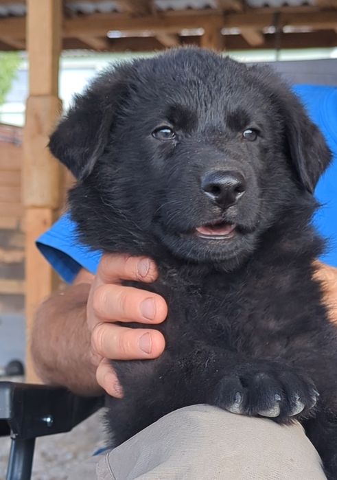 Чорне щєня німецької вівчарки