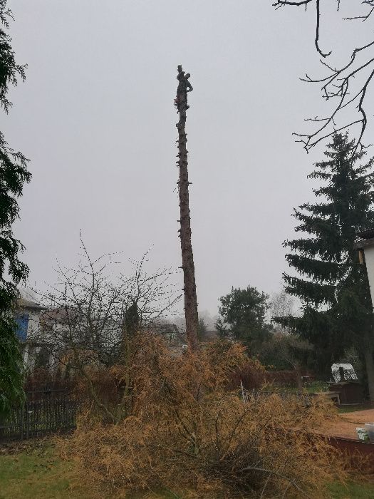 WYCINKA DRZEW frezowanie pni podnośnik koszowy 22m zwyżka rębak