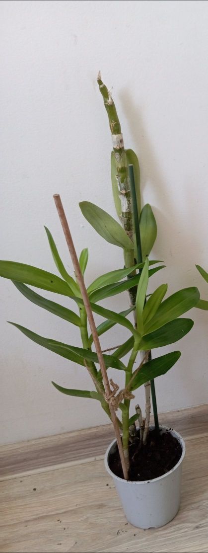 Dendrobium Nobile Vanillia 2