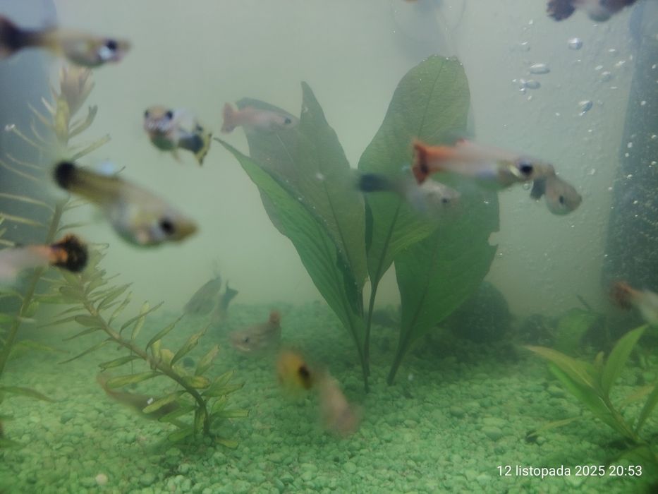 Różnokolorowe gupiki 3 zł