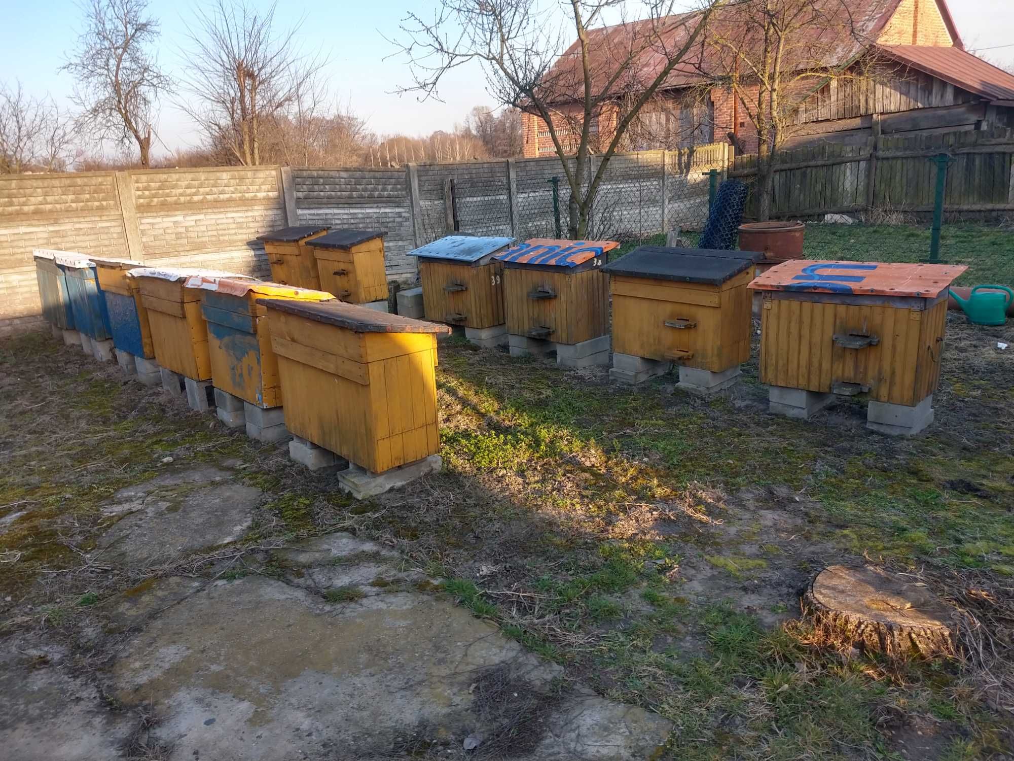 Sprzedam Ule Warszawskie z pszczołami