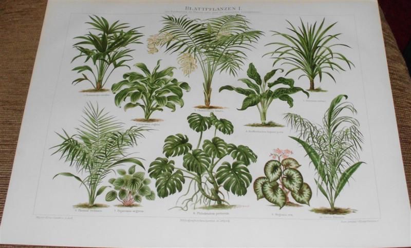 ZIELNIK - ROŚLINY- KWIATY oryginalne chromolitografie XIX w.