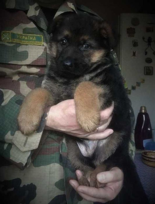 Крупні, породні цуценята німецької вівчарки від робочих батьків!