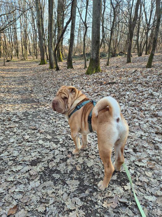 Шукаю собі подругу