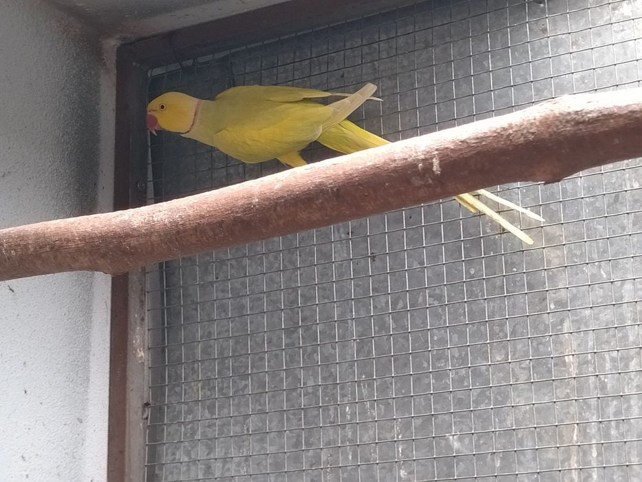 Ring neck várias cores