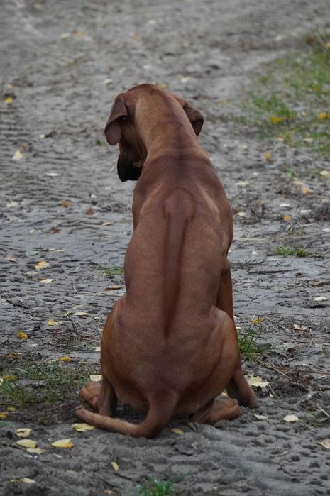 Suczka Rhodesian Ridgeback, szczenię KIBANDA