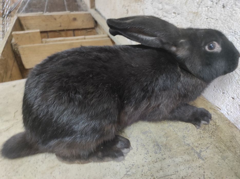 Króliki srokacze samce samice