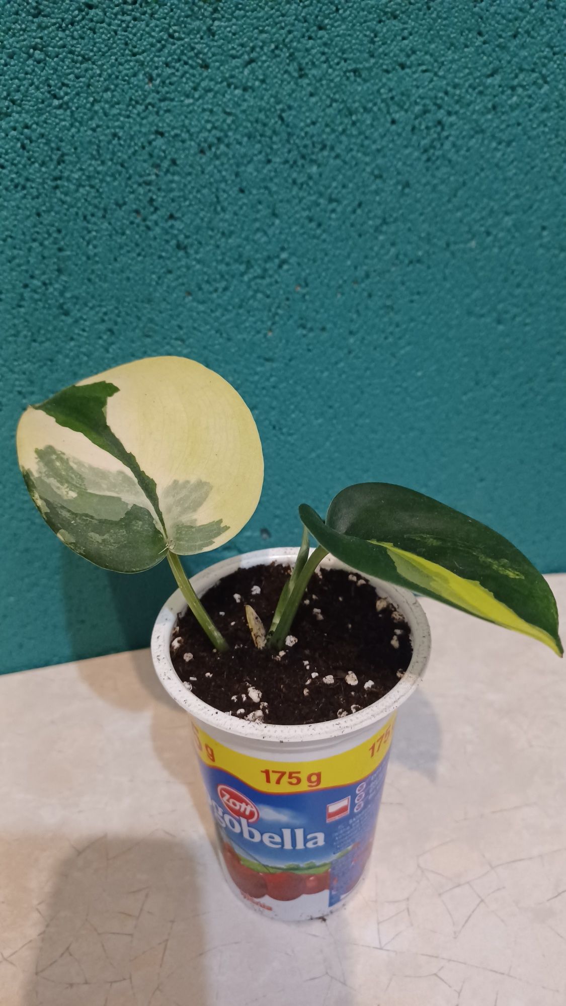 Scindapsus jade satin variegata
