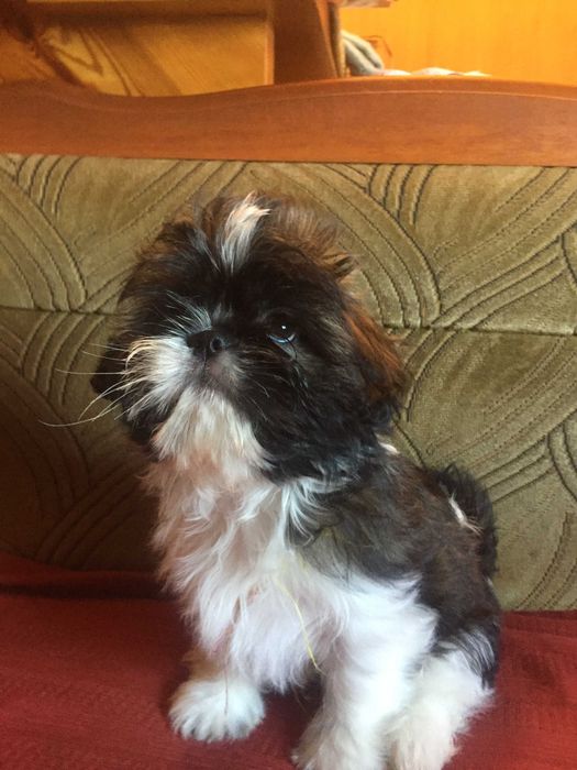 Piesek shih tzu suczka tricolor z rodowodem