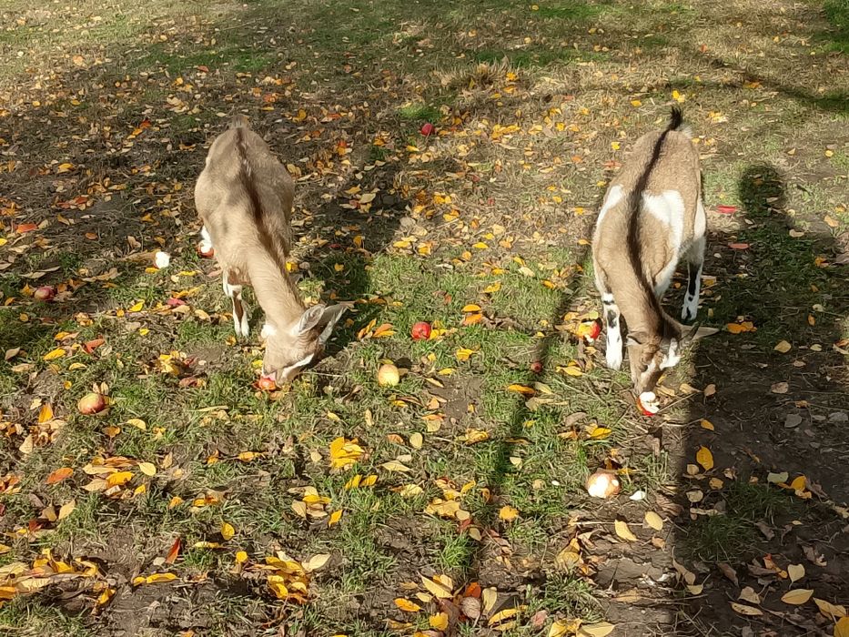 Sprzedam młode kozy