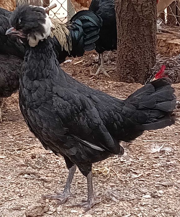 Galos e galinhas Poloneses