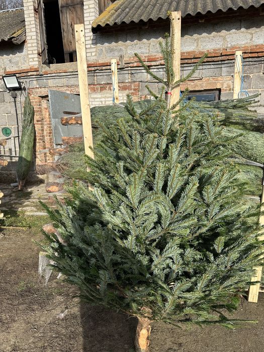 Jodła Kaukaska Dania