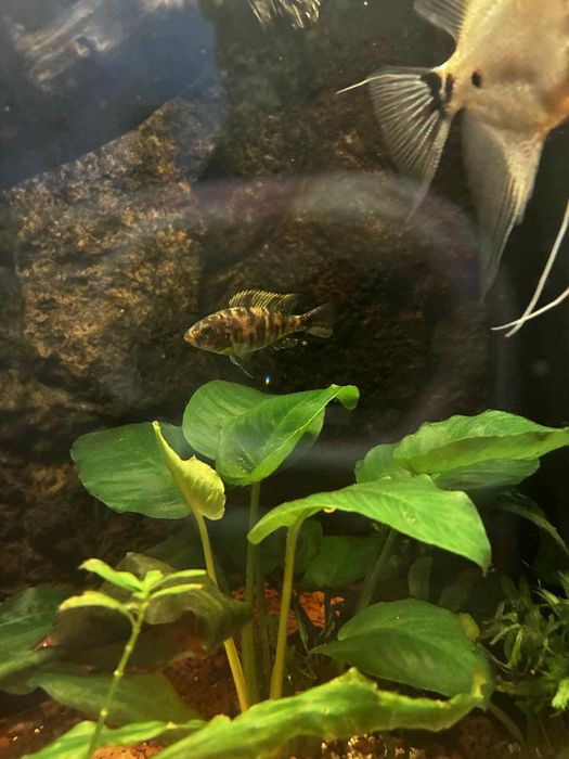 Okazja Oddam odbiór osobisty Jasło