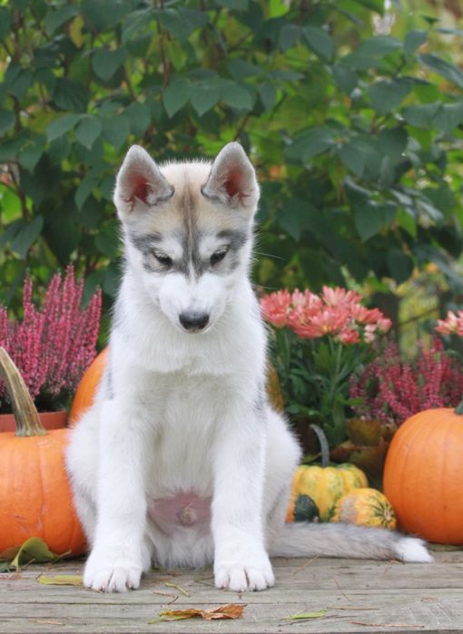 Siberian Husky ZKwP