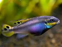 Pelvicachromis taeniatus Barwniak Szmaragdowy