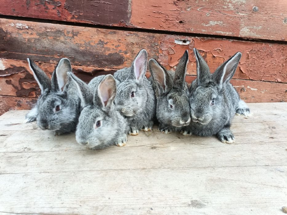 Продам кроликів європейська шиншила.