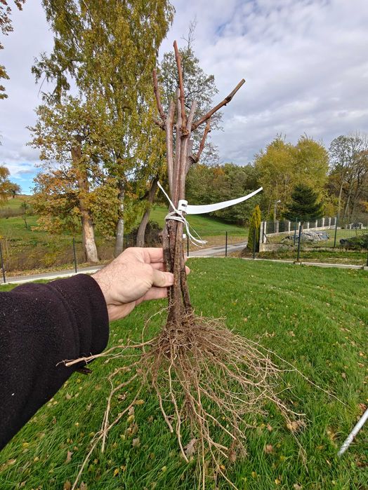 Sadzonki winorośli, Winogrona. Winorośl GATUNEK PIERWSZY