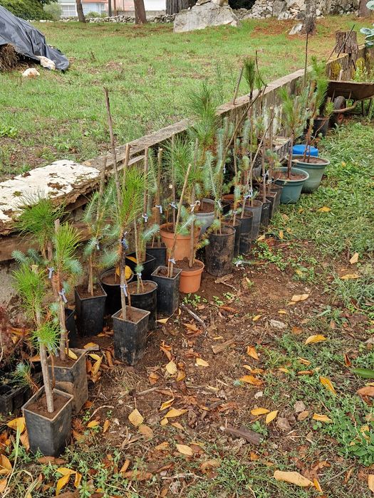 vendo pinheiros mansos
