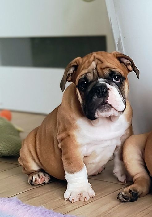 Buldog angielski Piesek ZKwP/FCI