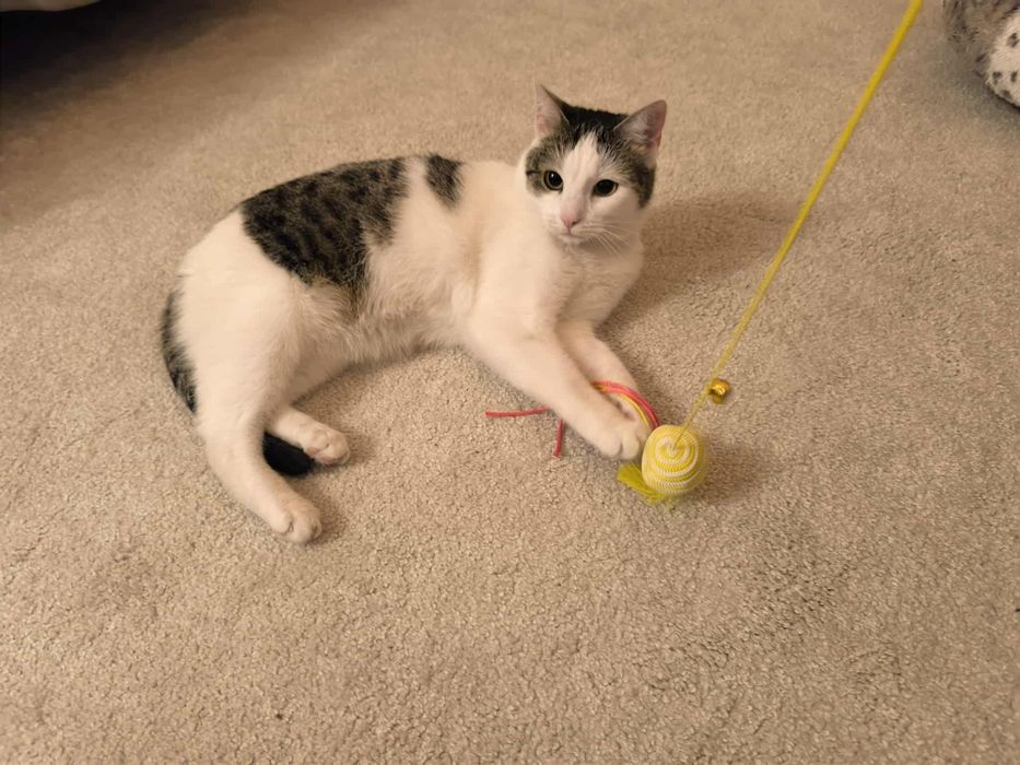 Jej jedyne niewielkie marzenie to Jej własny domek...