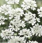 Orlaya grandiflora